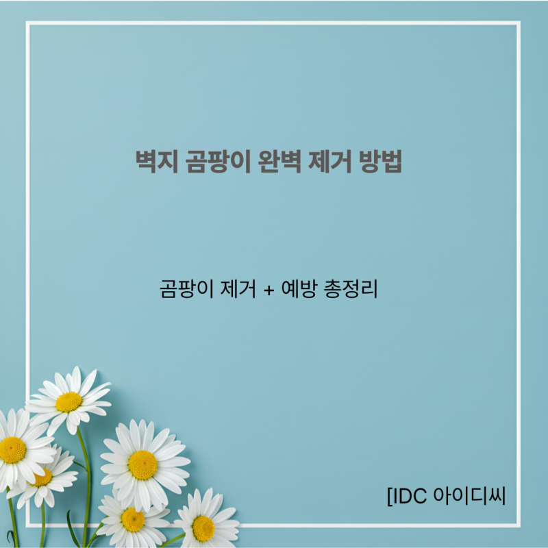 벽지 곰팡이 제거 방법 총정리｜도배 곰팡이 없애는법 재발 방지 꿀팁