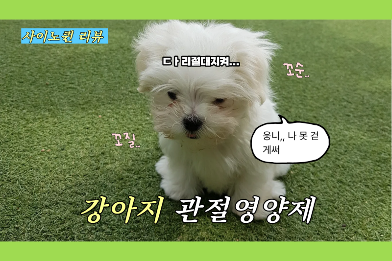 강아지 관절 영양제 벳플러스 사이노퀸 태블릿형 l 슬개골 탈구 l 다리 튼튼 보조제 l 활액 연....