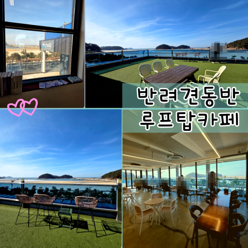 태안 천리포수목원 애견동반 카페 태안 천리카페 오션뷰 카페