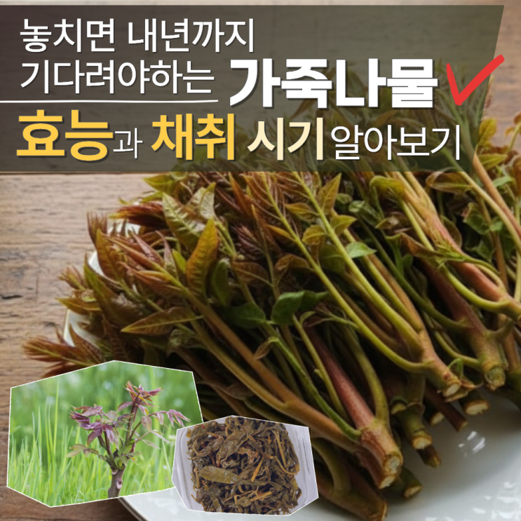  가죽나물 효능 채취 시기 참죽나무