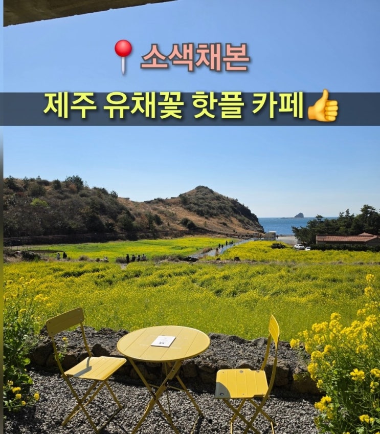  4월 제주도 여행 가볼만한곳 제주 유채꽃 핫플 카페 소색채본