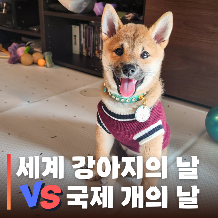  세계 강아지의 날 vs 국제 개의 날 차이가 뭘까?