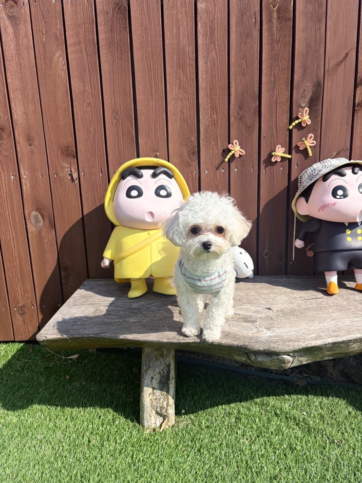  경기 광주 애견카페 추천｜소형견 애견카페