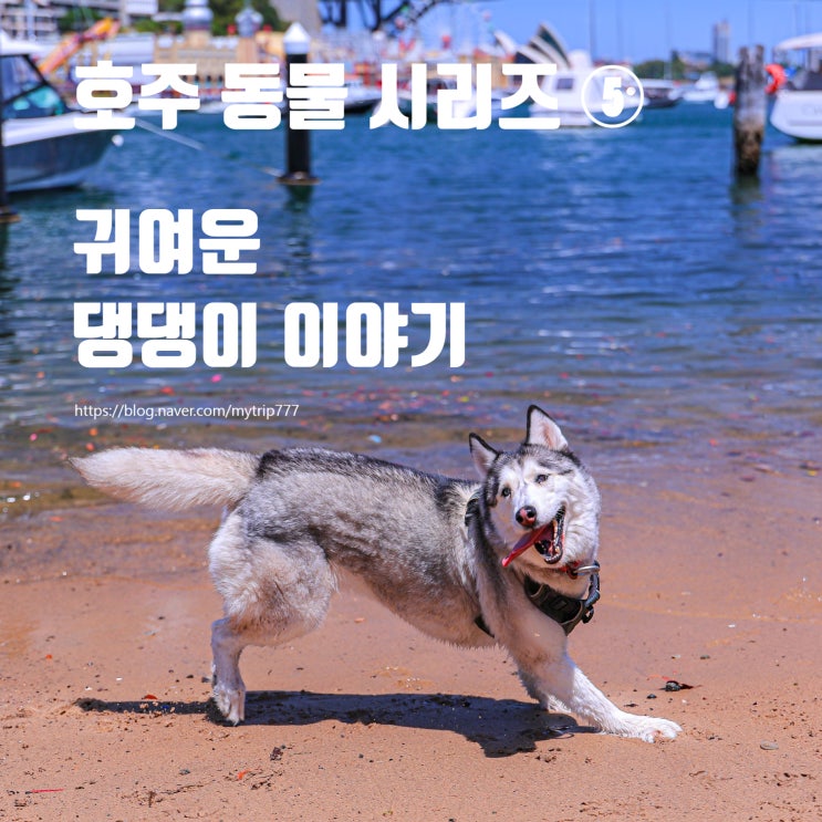  시드니에서 만난 귀여운 댕댕이들 | 무슨 학교라도 다니는 걸까? (호주 동물 이야기 ⑤)