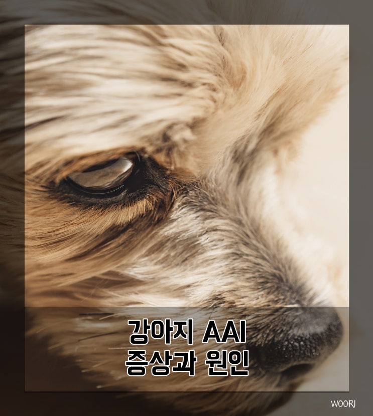  강아지 AAI 증상과 원인 및 치료법