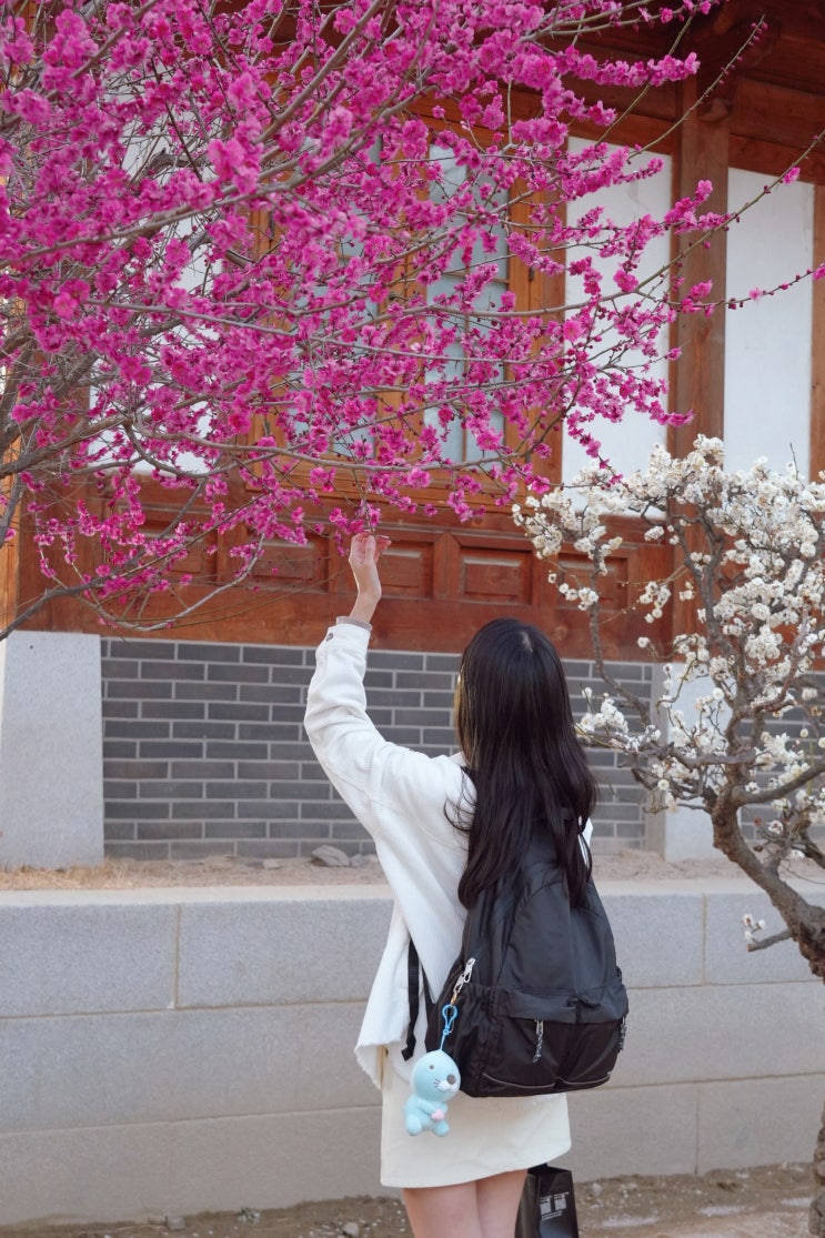  서울 봉은사 홍매화 실시간 만개! 놓칠뻔한 홍매화 능수매 위치