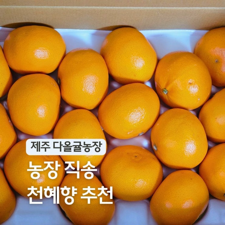  제주도 농장 직송 천혜향 택배 제철 과일 선물 후기 제주 왓귤농장 추천