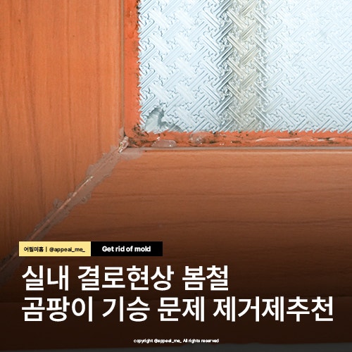  겨울에 생긴 벽지 창틀 화장실 실리콘 곰팡이제거제 한번에 없애요