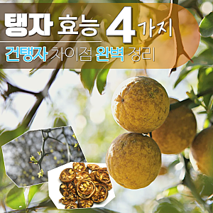 탱자 효능 효소 차 먹는법 건탱자 차이