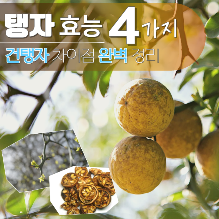  탱자 효능 효소 차 먹는법 건탱자 차이