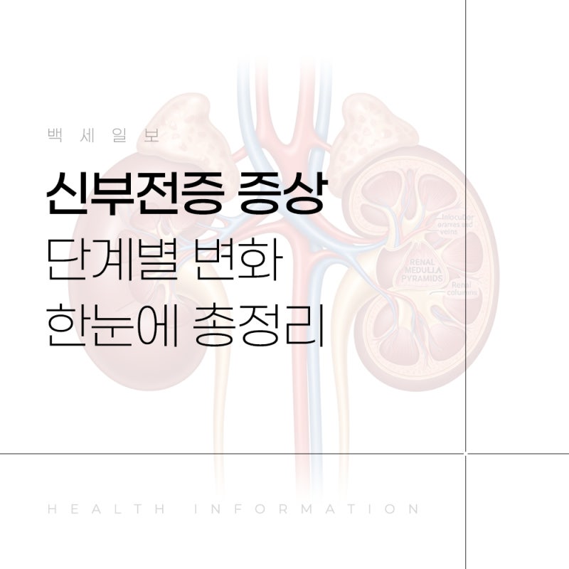 신부전증 증상 초기부터 말기까지 단계별 변화 한눈에 총정리