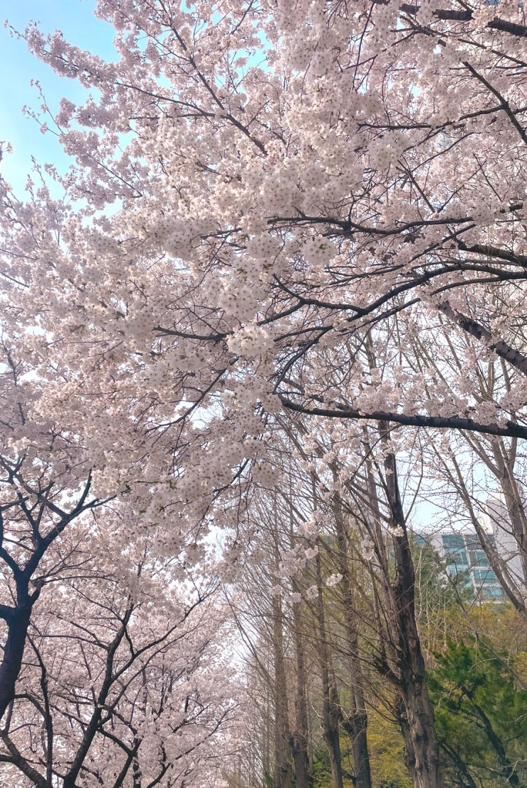  서울근교 경기 하남 산곡천 숨은 벚꽃 명소