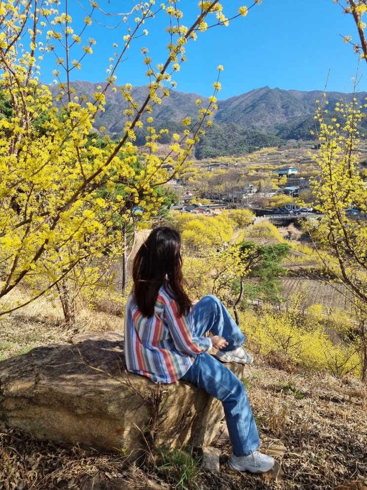  구례산수유축제 주차 구례 산수유 마을 실시간 후기와 포인트 총정리