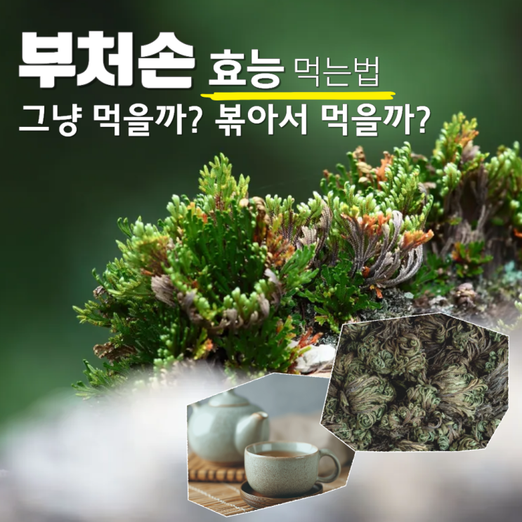  부처손 효능 먹는법 부작용 차 우리는법