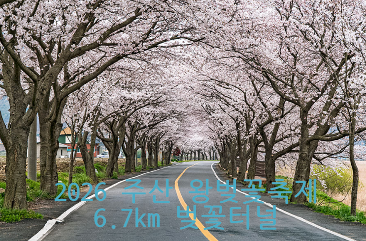  충남 주산 왕벚꽃축제 2026 일정·장소·드라이브 포인트 총정리, 6.7km 벚꽃터널