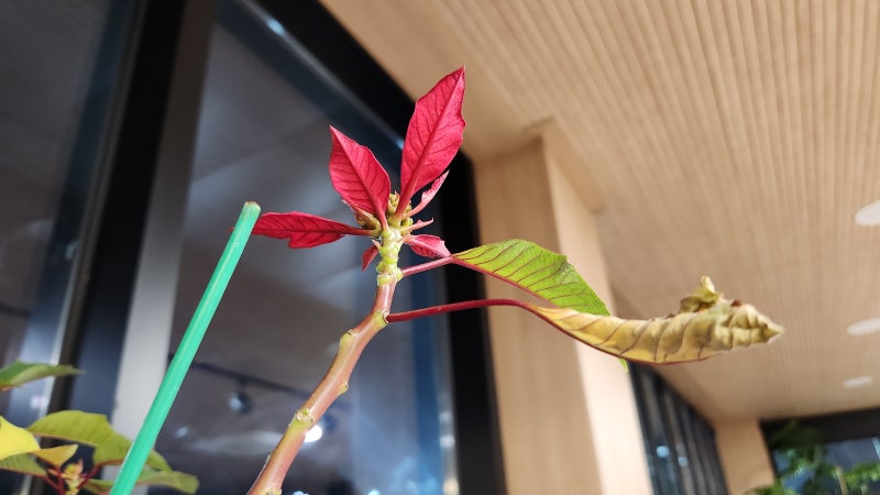 토양살충제 삼진충 추천,2주 사용 뿌리파리,응애 사라짐