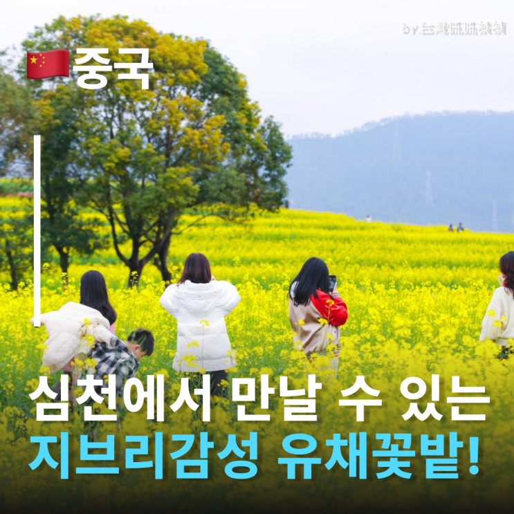  중국심천여행 지브리 실사판 풍경! 심천여행 중 만난 황금빛 유채꽃 바다