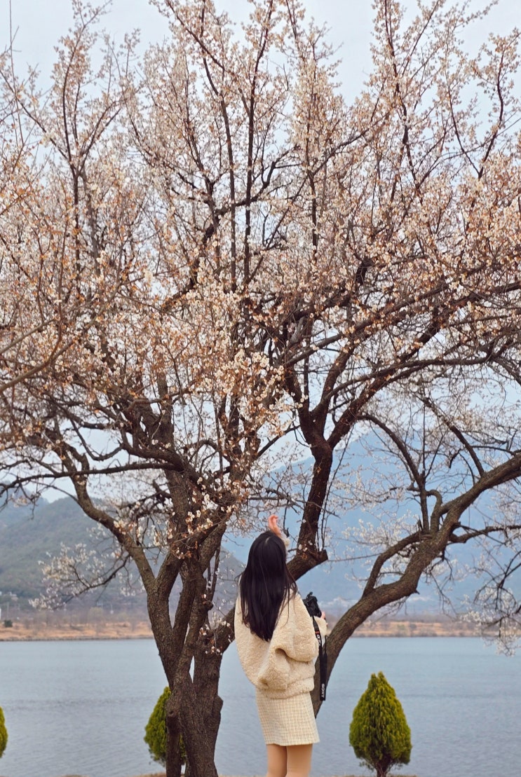  김해 매화 공원 데이트 김해 용당나루 매화공원 꽃비 내리는 중