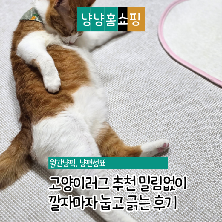  고양이 매트 추천 밀림없는 펫러그 깔자마자 눕고 긁는 후기