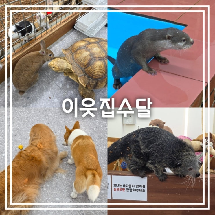  이웃집수달 || 대구 근교 경산 데이트 실내 동물원