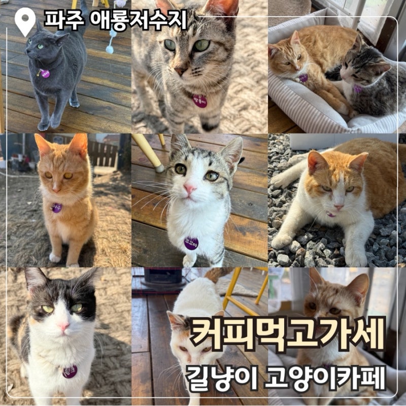 파주 아이랑 입장료없는 고양이카페 애용애용카페 “커피먹고가세”