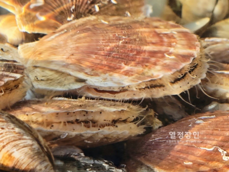 감성칼국수 맛있지아니한가 사진 4