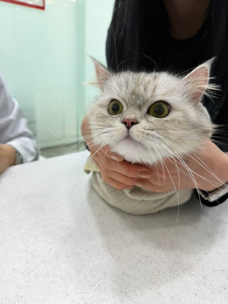 부천 고양이 동물병원 고강동물병원 다녀왔어요(고양이 혈액 섞인 구토, 6살 먼치킨)