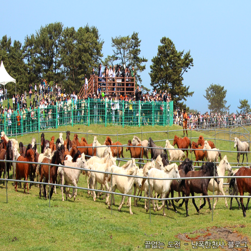 2026 제주마 입목 문화축제 일정 정리 (작년 아이와 다녀온 후기)