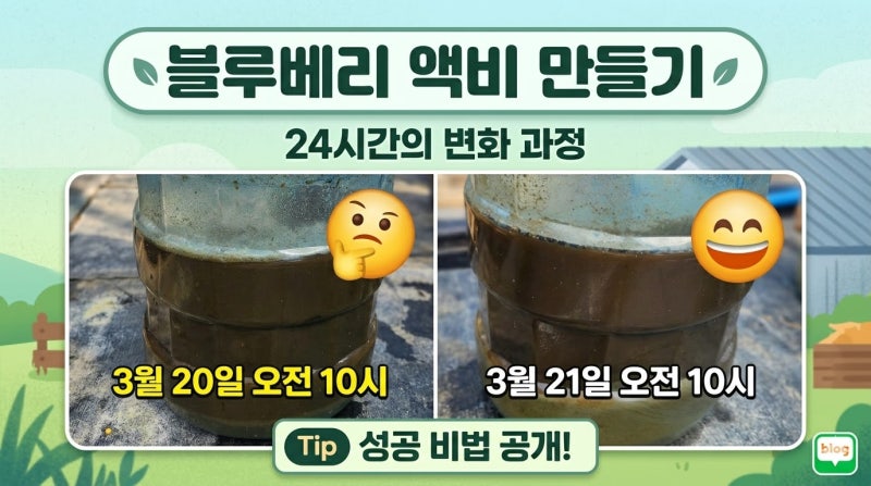블루베리 혹파리 예방 방법, 어분골드 전에 꼭 해야 할 것 (미생물 충탄 활용)