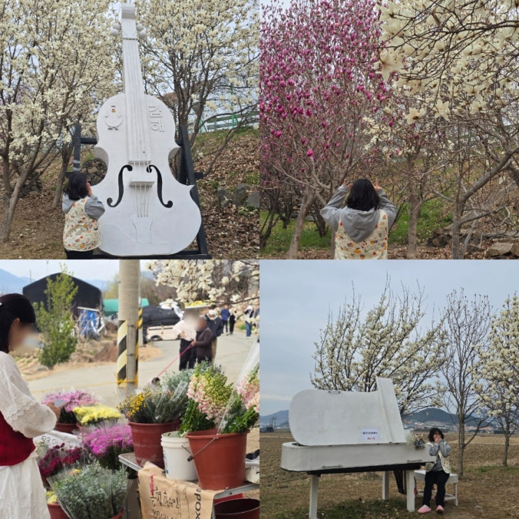  김해 목련숲 주차 개화현황 경남 꽃구경 명소 데이트 추천