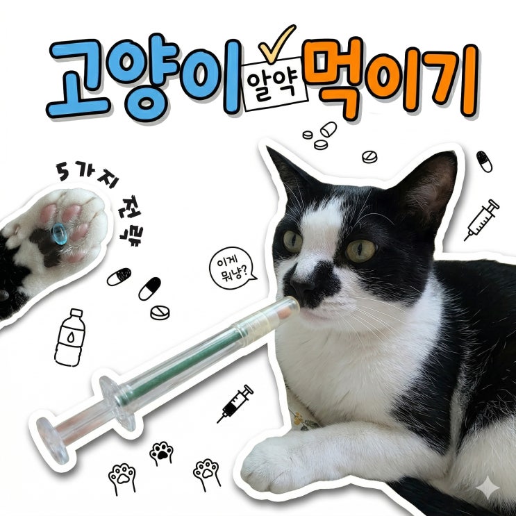  고양이 영양제 급여, 6살 시니어 진입 전 반드시 성공하는 5가지 알약 먹이기 전략