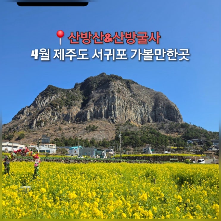  제주도 여행 서귀포 가볼만한곳 제주 산방산 근처 유채꽃 산방굴사