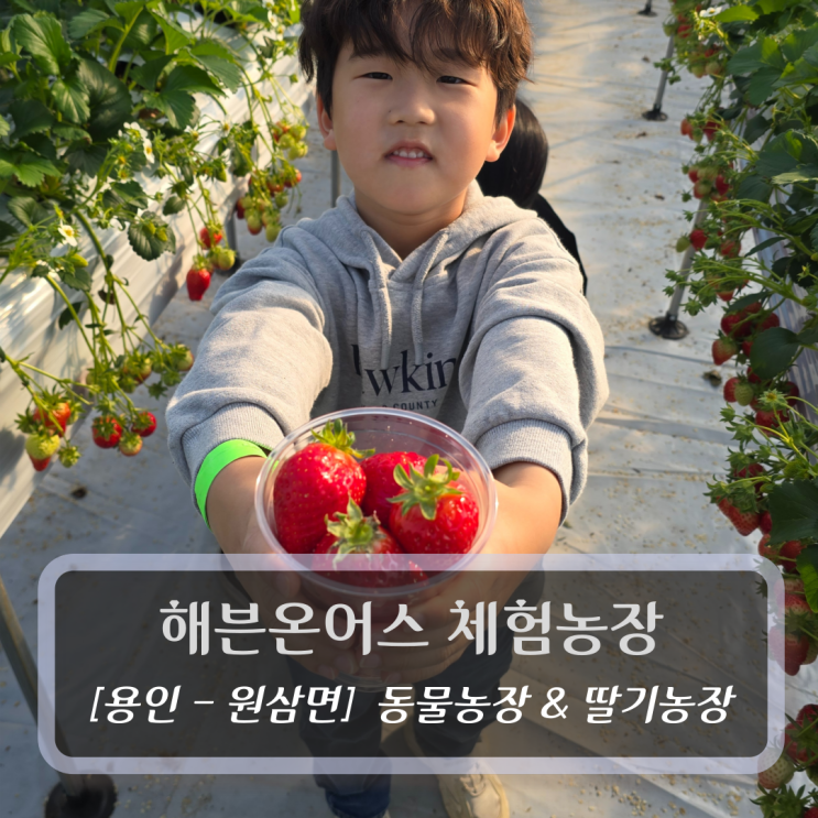  용인 체험농장 :: 헤븐온어스 체험농장 - 딸기 수확 & 동물 먹이주기 체험