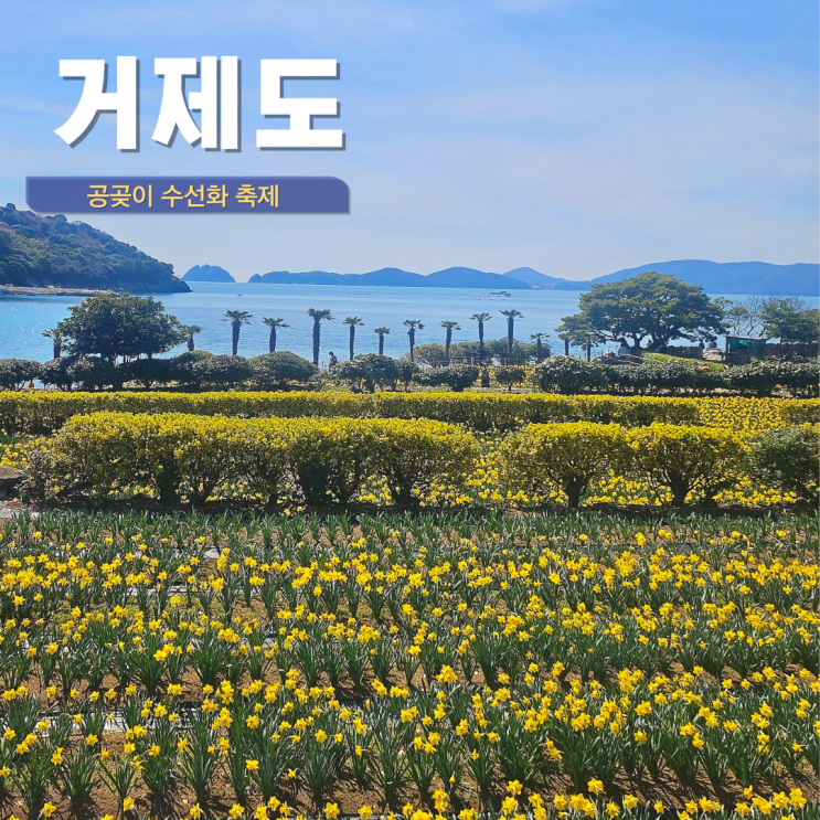 거제도 수선화 축제 공곶이 수목원 3월 거제도 여행 가볼만한 곳