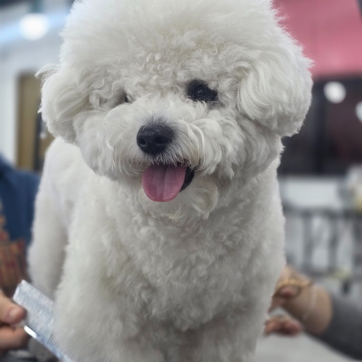  인천 남동구 애견미용학원, 처음이라도 괜찮아요 
