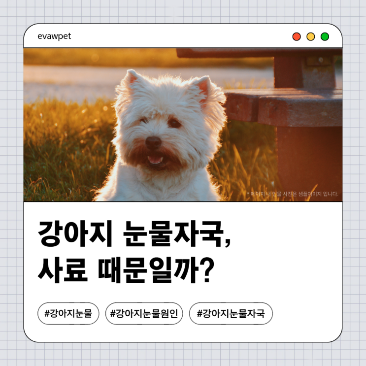  강아지 눈물자국, 사료 때문일까? 제대로 관리하는 방법