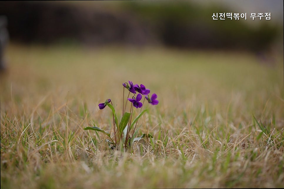 신전떡볶이 무주점 사진 1