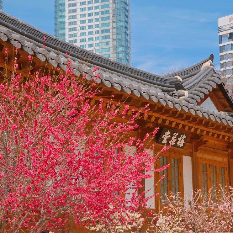  봉은사 홍매화 포인트 6곳 서울 홍매화 명소 3월 봄 꽃 구경 가볼만한 곳