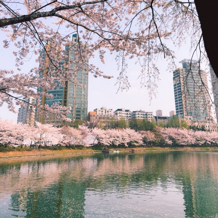  석촌호수 벚꽃축제 날짜 변경? 봄나들이 헛걸음 피하려면