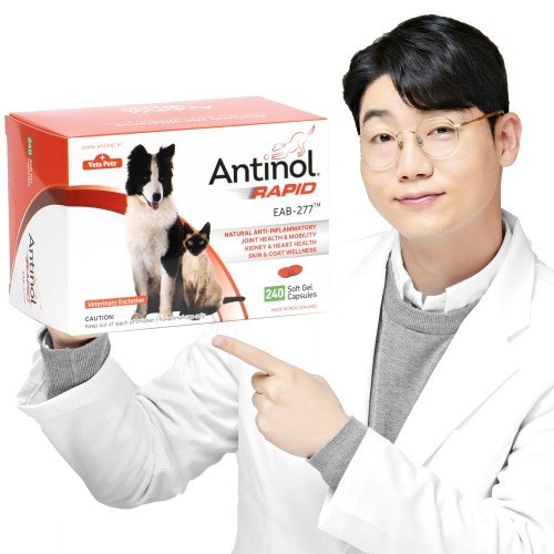 강아지·고양이 관절 걱정된다면? 안티놀 래피드 실제 써본 후기