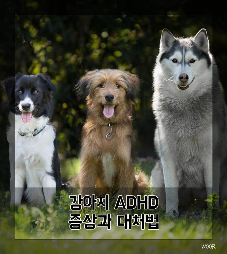  강아지 ADHD 증상과 원인 및 대처법