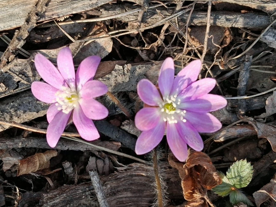 이륵골 사진 4