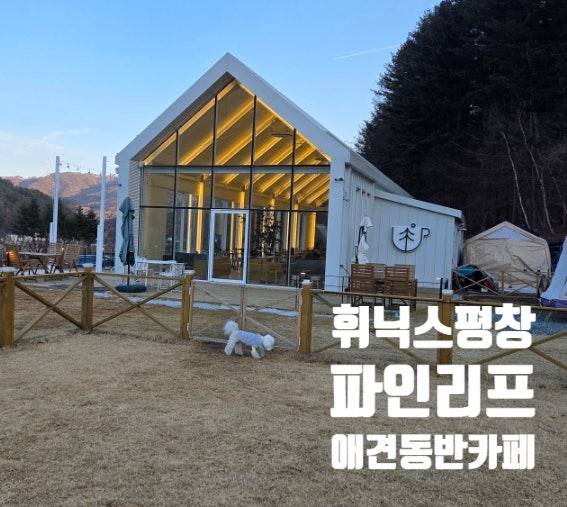 [평창]휘닉스파크 근처 애견동반 카페 파인리프(운동장있는 감성카페)