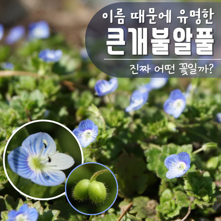  큰개불알풀 꽃 꽃말 열매 효능 식용?