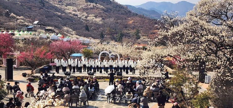 광양매화축제, 71만 명 방문으로 흥행...데이터로 개화 맞추고 콘텐츠로 체류시간 늘렸다