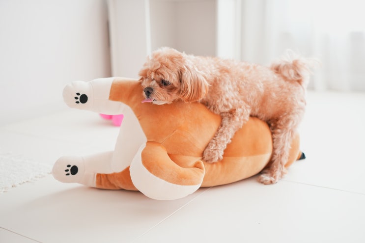  암컷 강아지 마운팅 중성화와 관련 있을까?