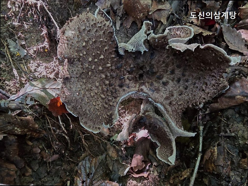 도신의삼계탕 사진 1
