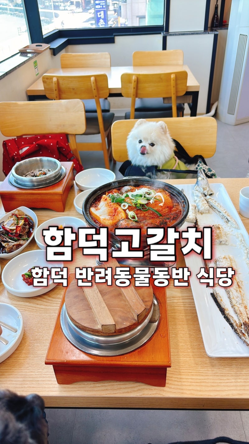 제주 함덕맛집 | 함덕고갈치 애견동반 가능한 오션뷰 갈치식당 후기
