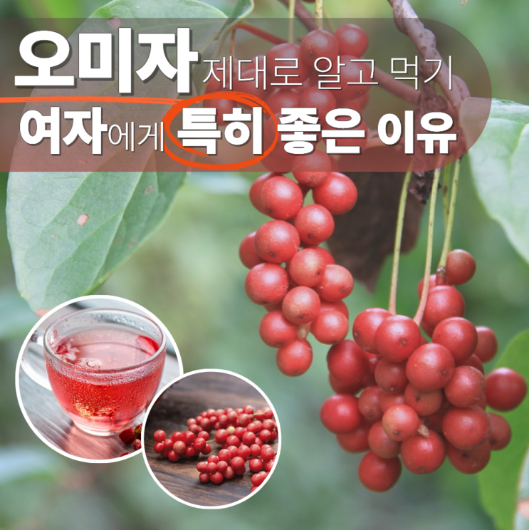  오미자 효능 여자 부작용 차 청 효소