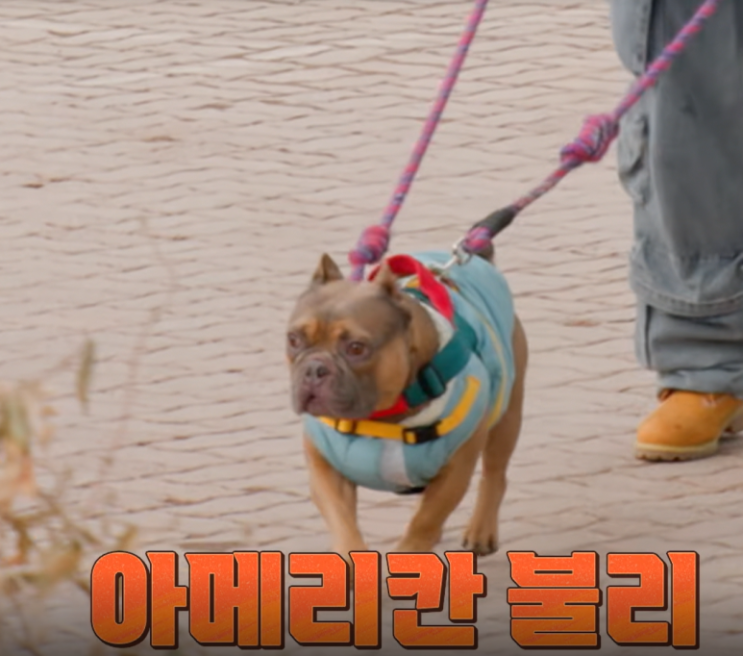  개늑시 구억이 강형욱 훈련 포기 안락사 논란 아메리칸 불리 종류 특징 재방송 편성표 정보 총정리